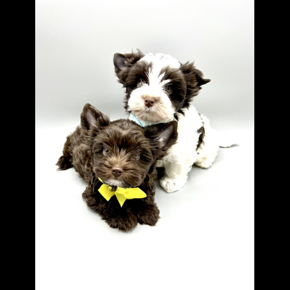 Biewer Terrier - Both
