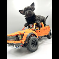 Biewer Terrier - Both