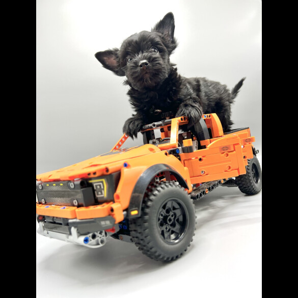 Biewer Terrier - Both