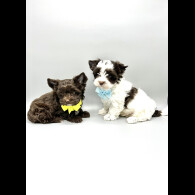 Biewer Terrier - Both