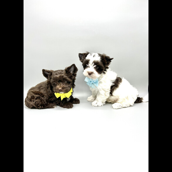 Biewer Terrier - Both