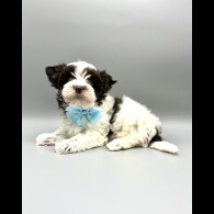 Biewer Terrier - Both