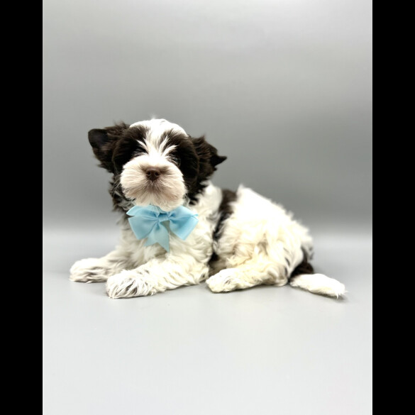 Biewer Terrier - Both