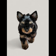 Biewer Terrier - Both