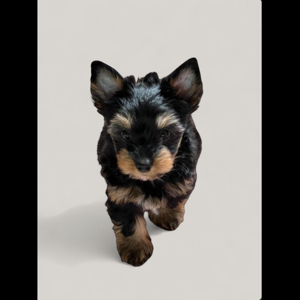 Biewer Terrier - Both