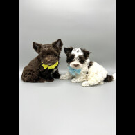 Biewer Terrier - Both