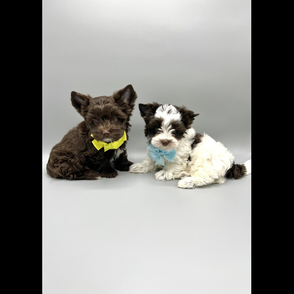 Biewer Terrier - Both