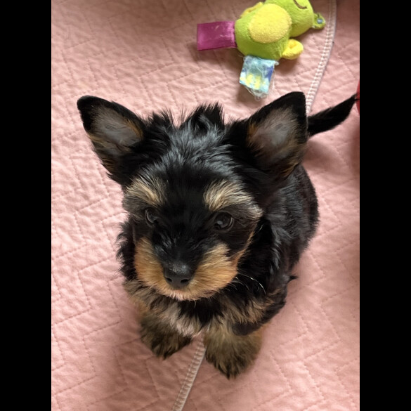 Biewer Terrier - Both