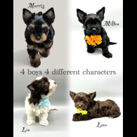Biewer Terrier - Both