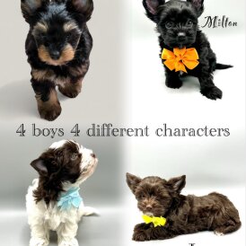 Biewer Terrier - Both