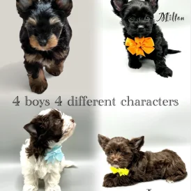 Biewer Terrier - Both
