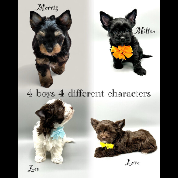Biewer Terrier - Both