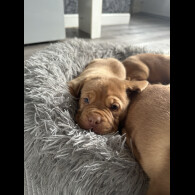 Dogue De Bordeaux - Both