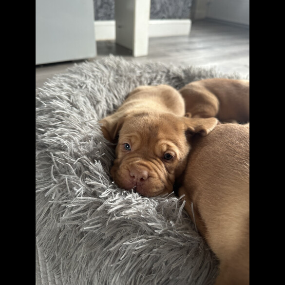 Dogue De Bordeaux - Both