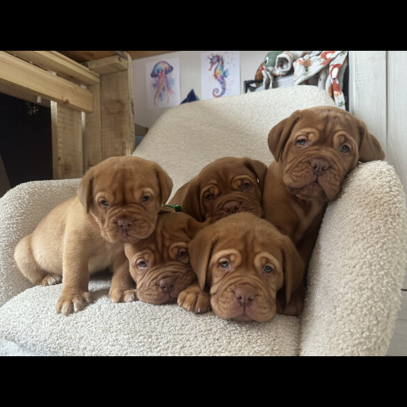 Dogue De Bordeaux - Both