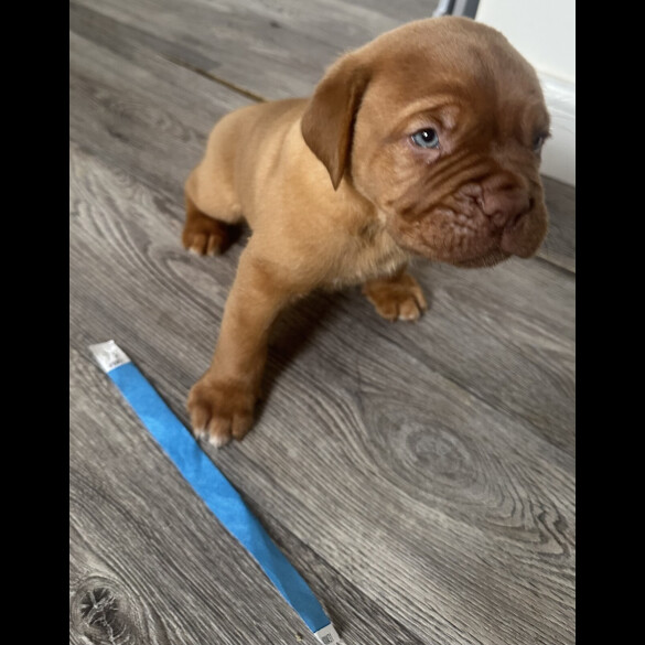 Dogue De Bordeaux - Both
