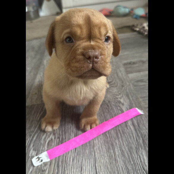 Dogue De Bordeaux - Both