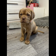 Dogue De Bordeaux - Both