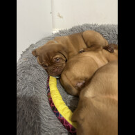 Dogue De Bordeaux - Both