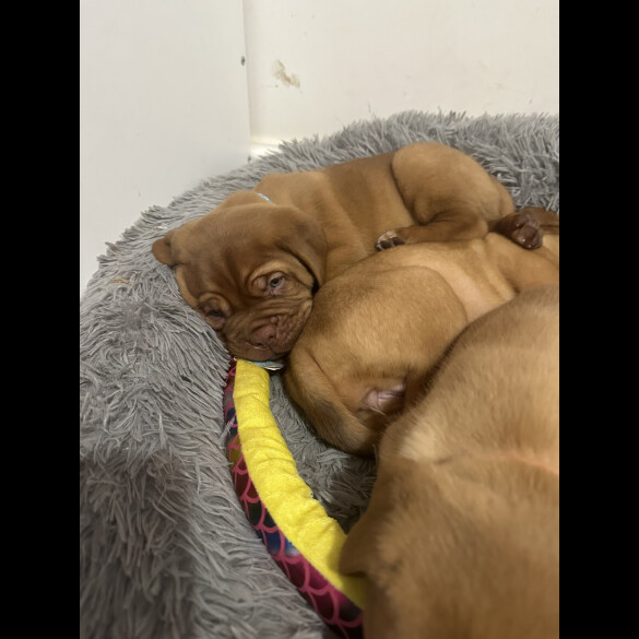 Dogue De Bordeaux - Both