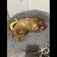 Dogue De Bordeaux - Both
