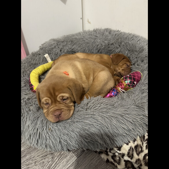 Dogue De Bordeaux - Both