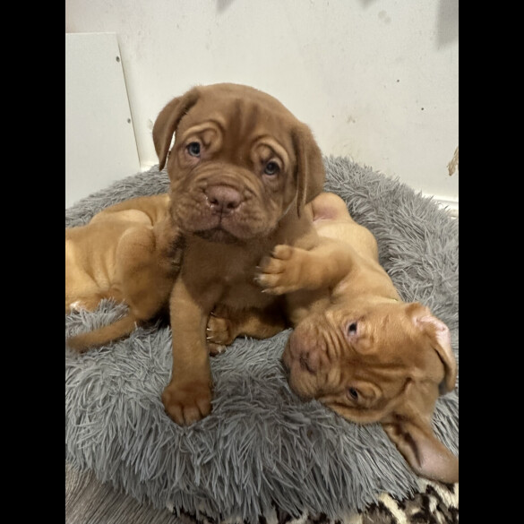 Dogue De Bordeaux - Both