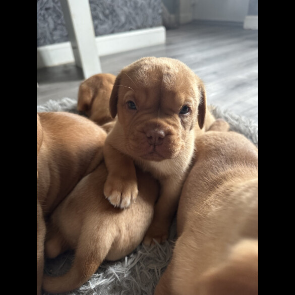 Dogue De Bordeaux - Both