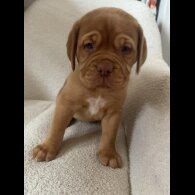Dogue De Bordeaux - Both