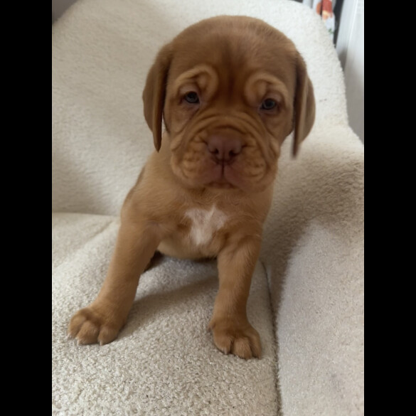 Dogue De Bordeaux - Both