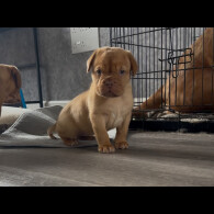 Dogue De Bordeaux - Both