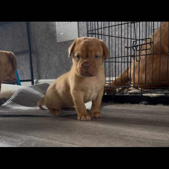 Dogue De Bordeaux - Both