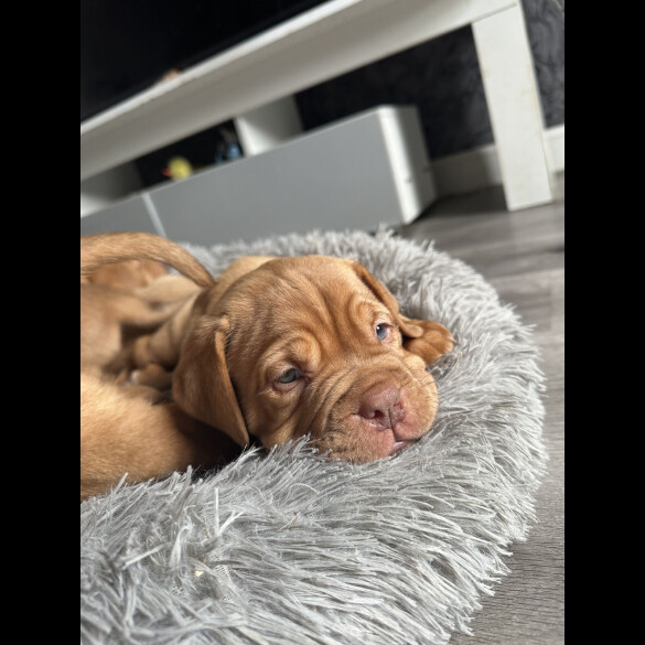 Dogue De Bordeaux - Both
