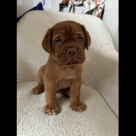 Dogue De Bordeaux - Both