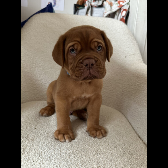 Dogue De Bordeaux - Both