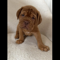 Dogue De Bordeaux - Both