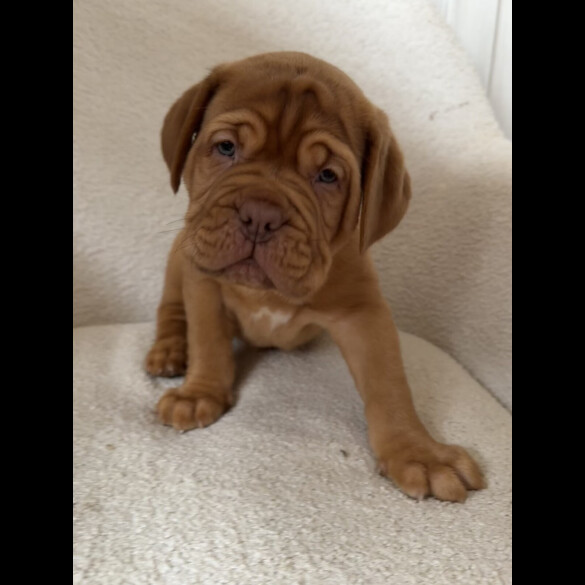 Dogue De Bordeaux - Both