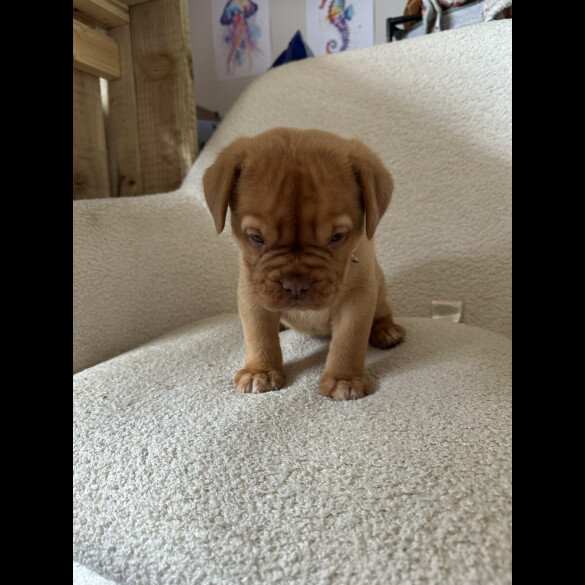 Dogue De Bordeaux - Both