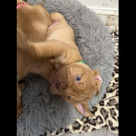 Dogue De Bordeaux - Both