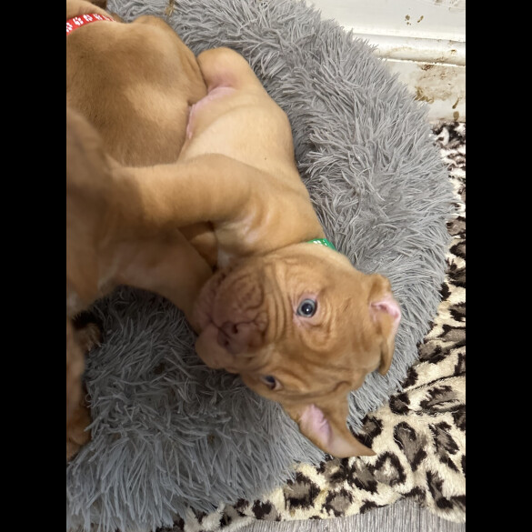 Dogue De Bordeaux - Both