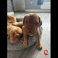 Dogue De Bordeaux - Both