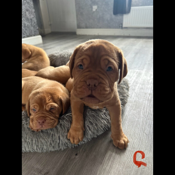 Dogue De Bordeaux - Both