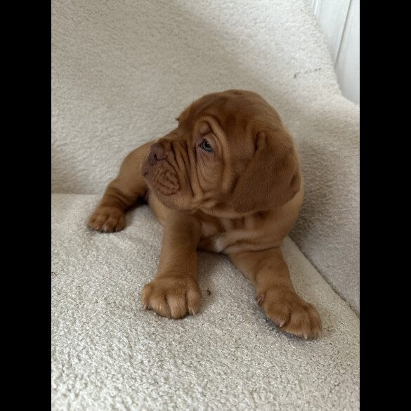 Dogue De Bordeaux - Both