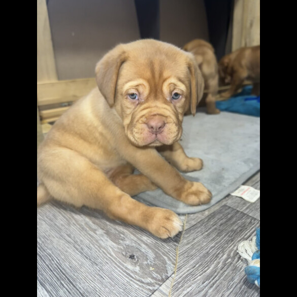 Dogue De Bordeaux - Both