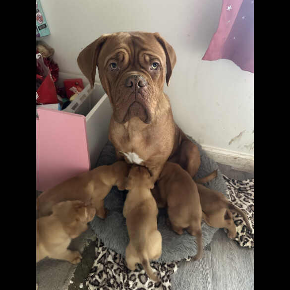 Dogue De Bordeaux - Both