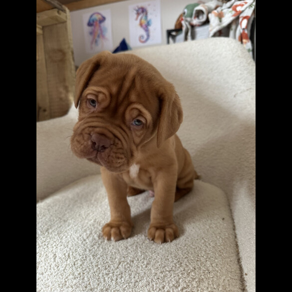 Dogue De Bordeaux - Both