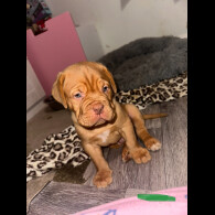 Dogue De Bordeaux - Both