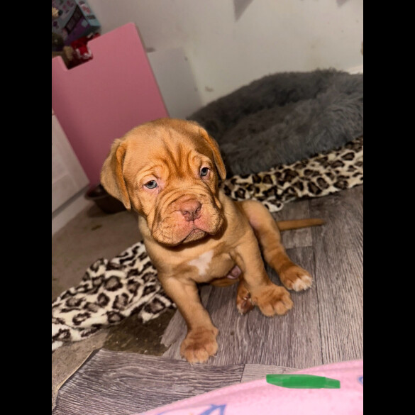 Dogue De Bordeaux - Both
