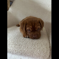 Dogue De Bordeaux - Both