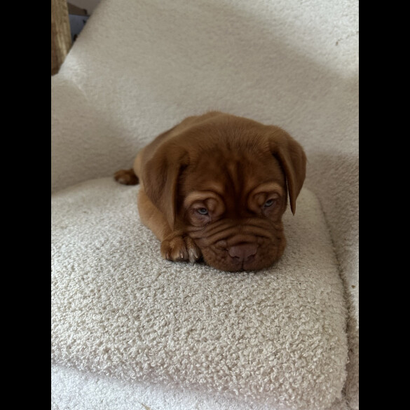 Dogue De Bordeaux - Both